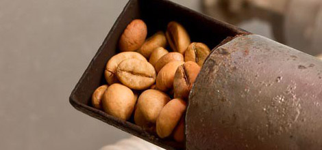 Roasted beans - Darker roasts have less caffeine