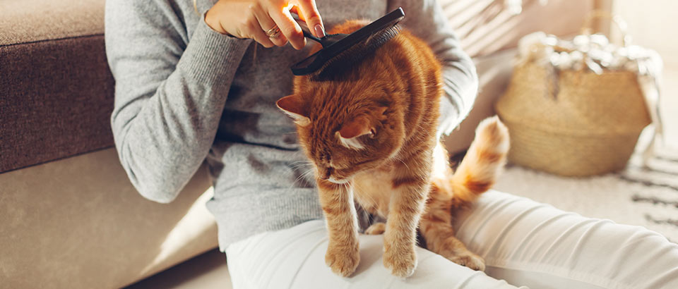 Pet dander, allergic facts